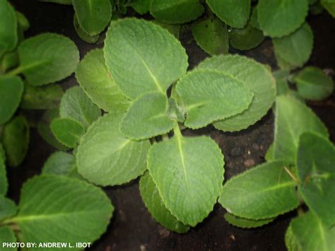 HALAMANG GAMOT: .